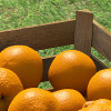 A Box of Oranges